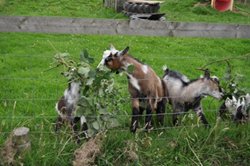 Goats helping to get rid of brambles